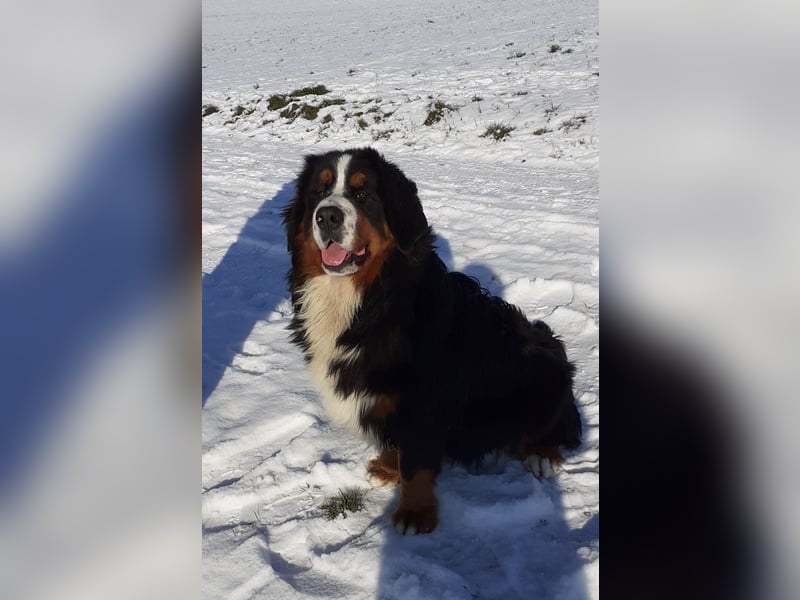 Berner Sennenhund Welpen