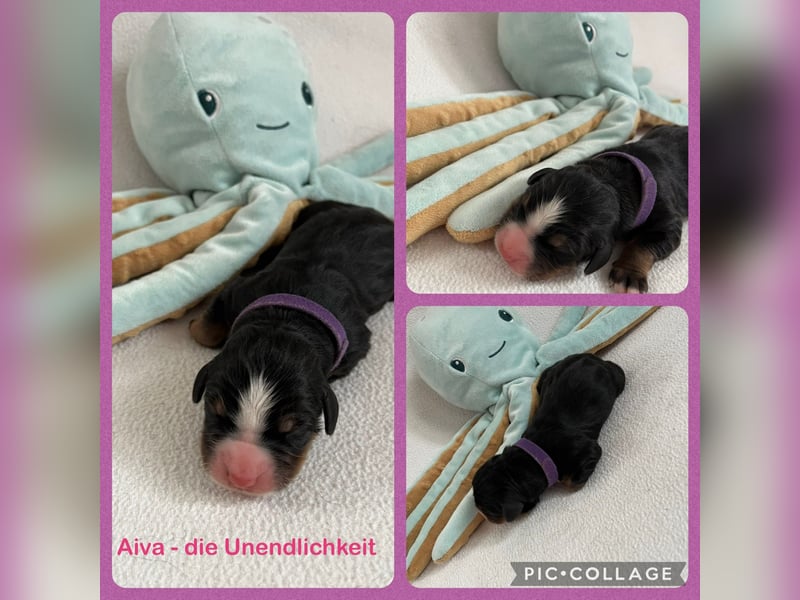 Berner Sennenhund Welpen
