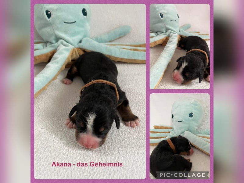 Berner Sennenhund Welpen