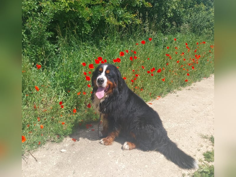 Berner Sennenhund Welpen