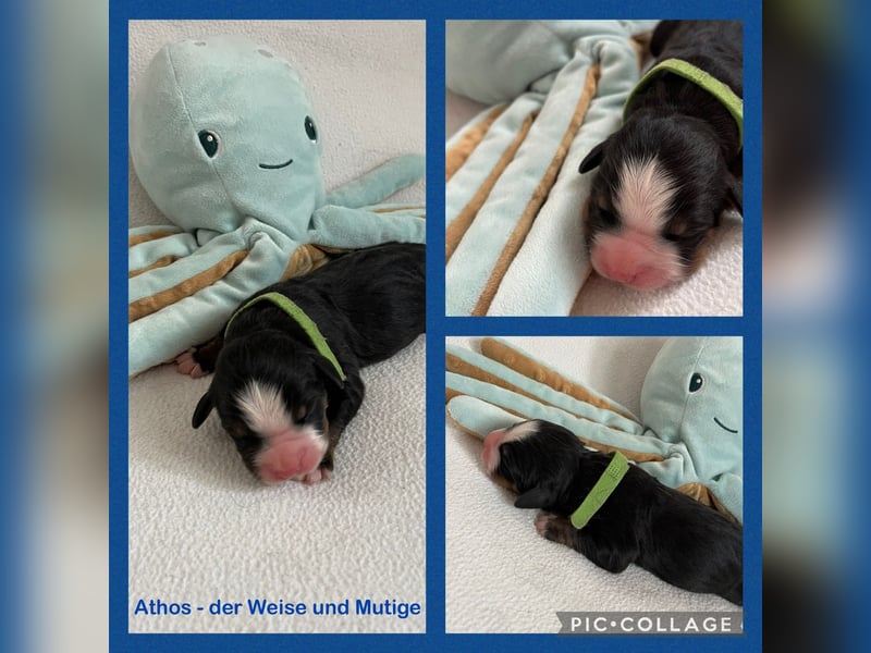 Berner Sennenhund Welpen