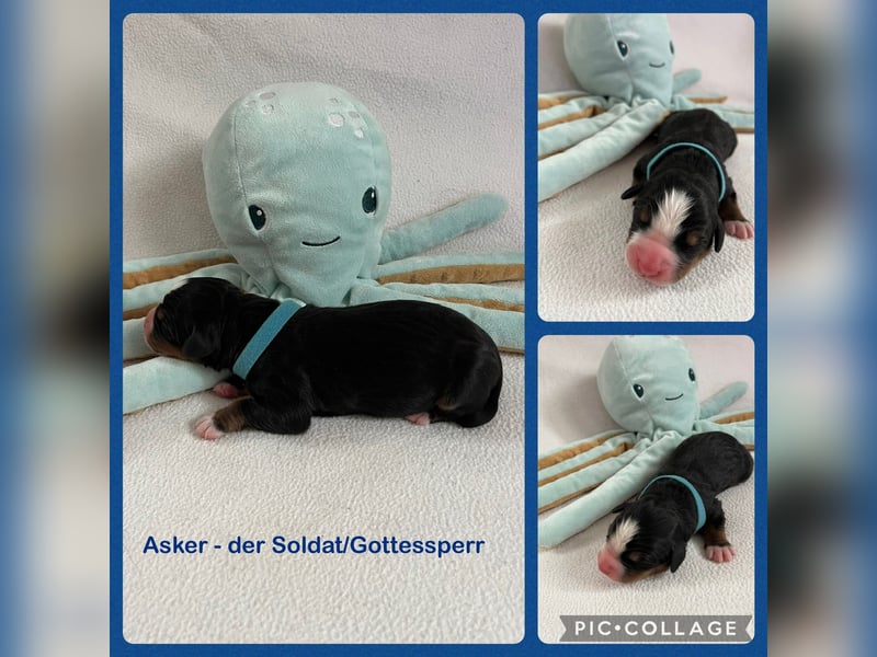 Berner Sennenhund Welpen