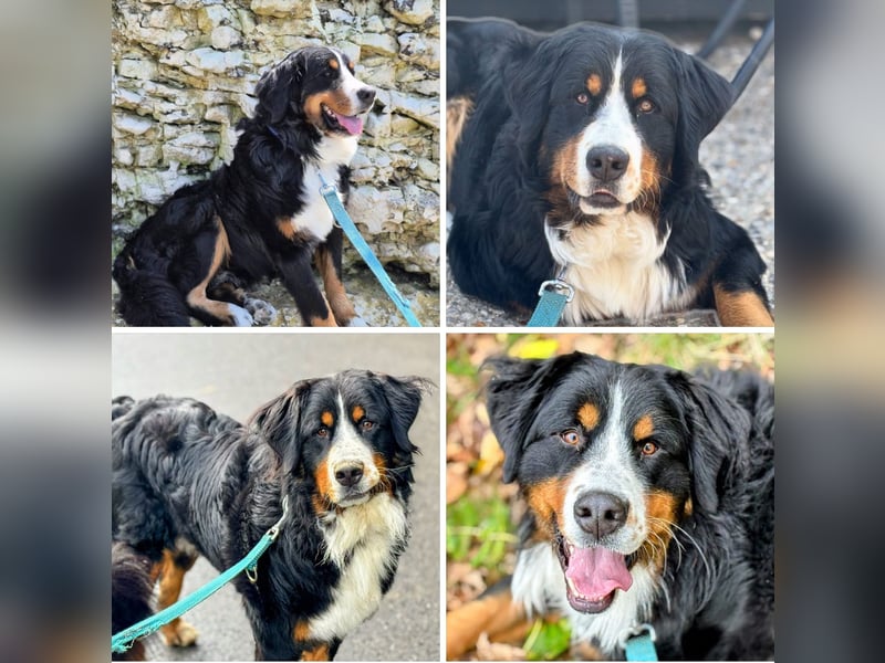 Benny – 18 Monate, Berner Sennenhund, sensibler Kuschelhund sucht neues Zuhause