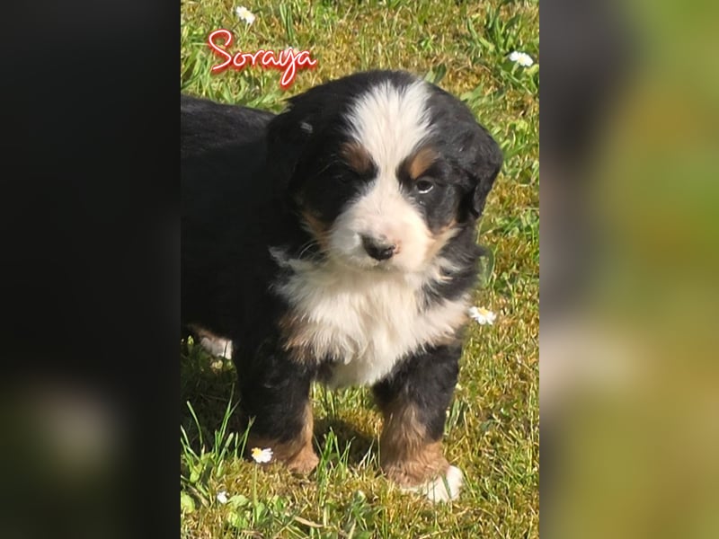 Berner Sennenhund Welpen vom Züchter mit Papieren