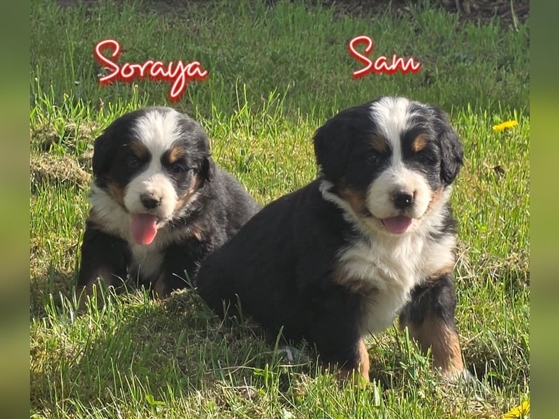 Berner Sennenhund Welpen vom Züchter mit Papieren