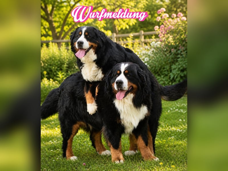 Berner Sennenhund Welpen vom Züchter mit Papieren