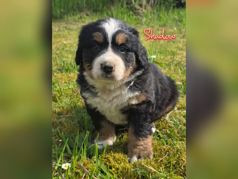 Berner Sennenhund Welpen vom Züchter mit Papieren