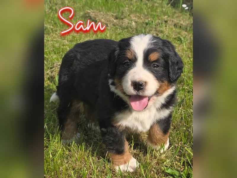 Berner Sennenhund Welpen vom Züchter mit Papieren