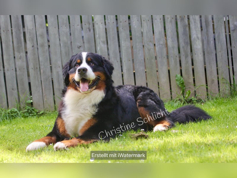 Berner Sennenhund Deckrüde