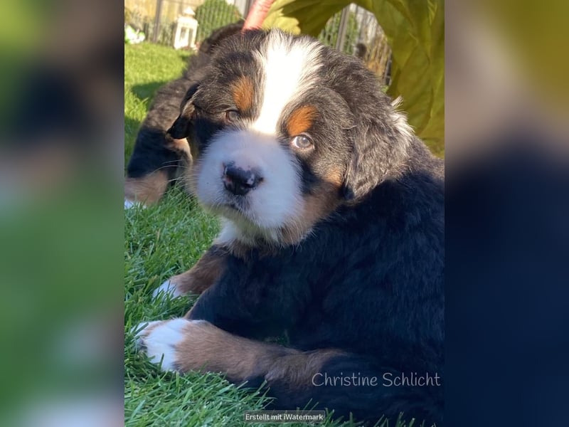 Berner Sennenhund Deckrüde