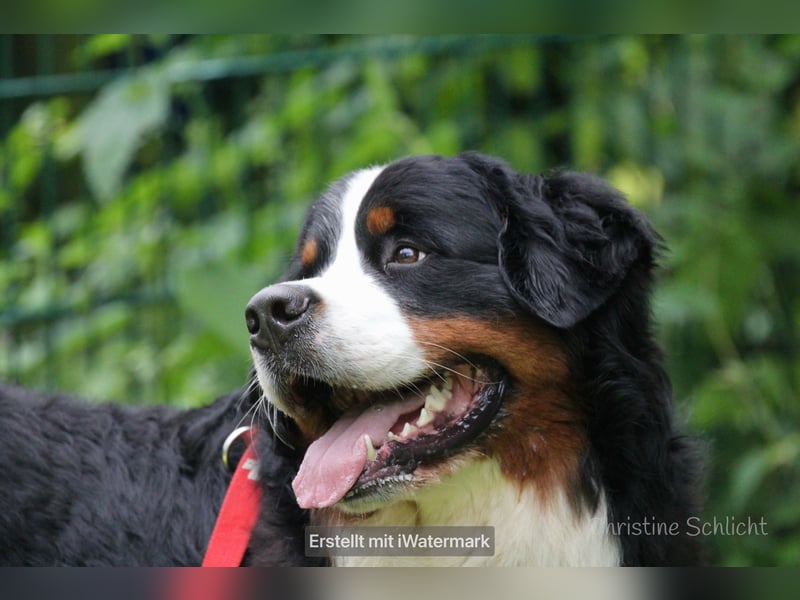 Berner Sennenhund Deckrüde