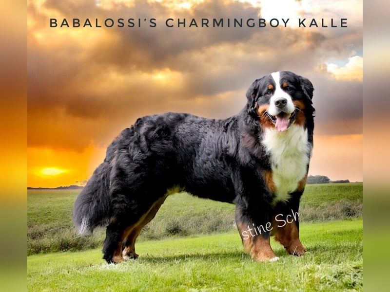 Berner Sennenhund Deckrüde