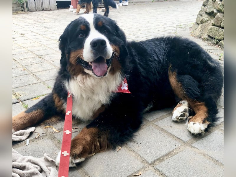 Berner Sennenhund Deckrüde