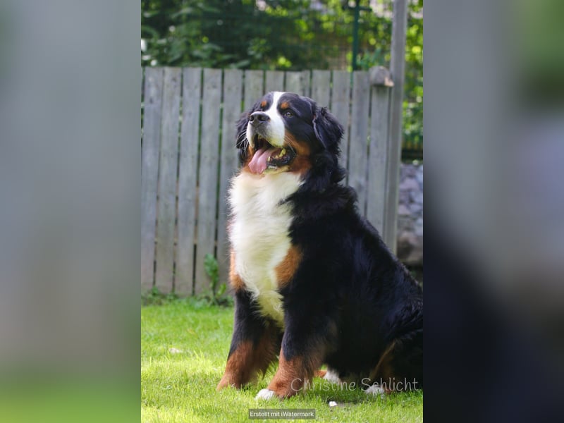Berner Sennenhund Deckrüde