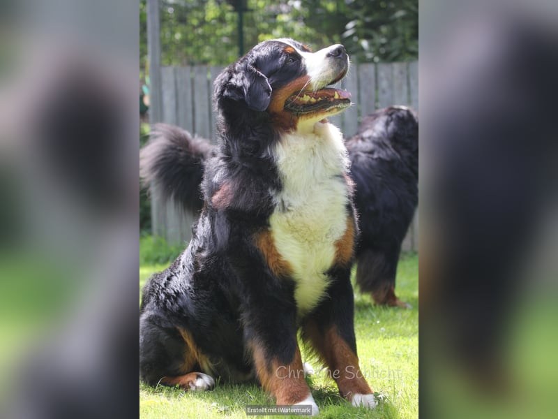 Berner Sennenhund Deckrüde