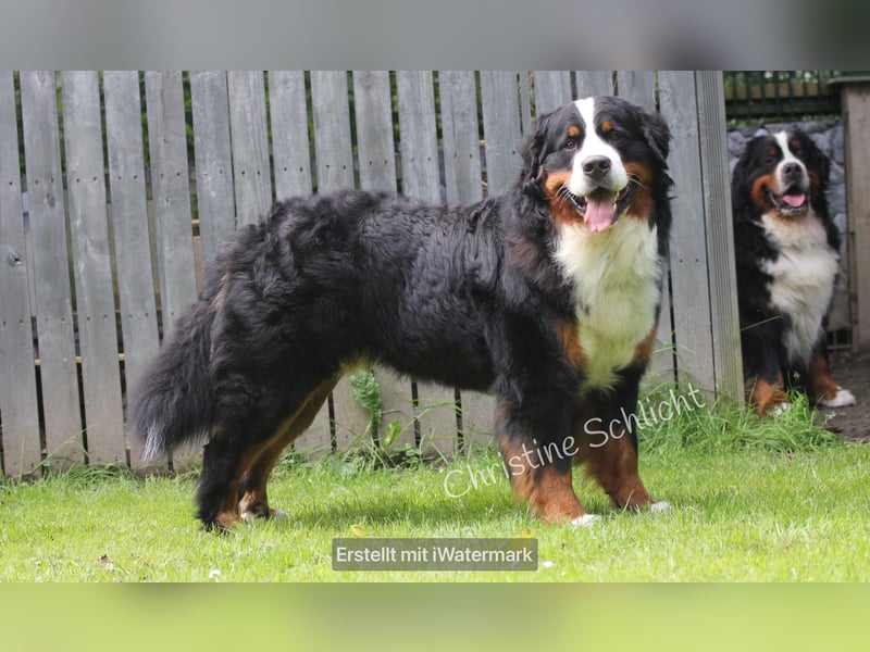 Berner Sennenhund Deckrüde