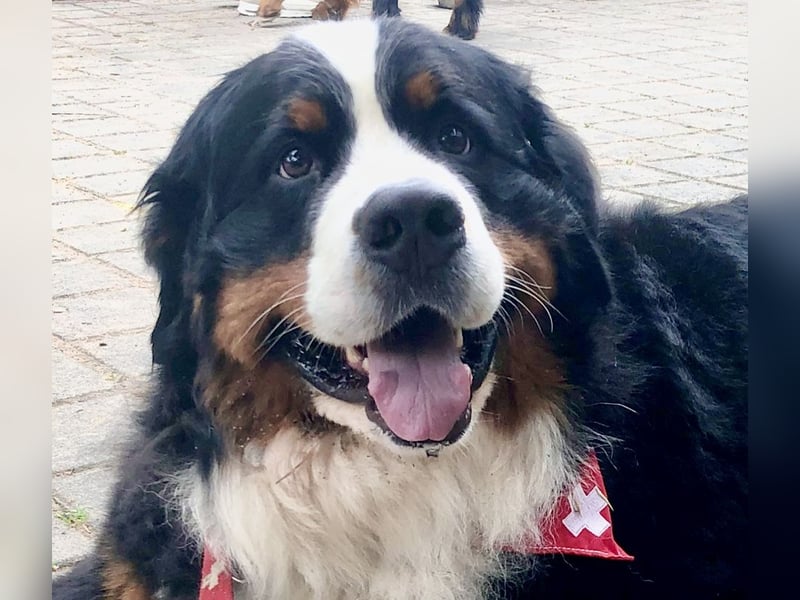 Berner Sennenhund Deckrüde