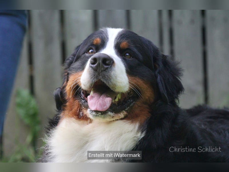 Berner Sennenhund Deckrüde