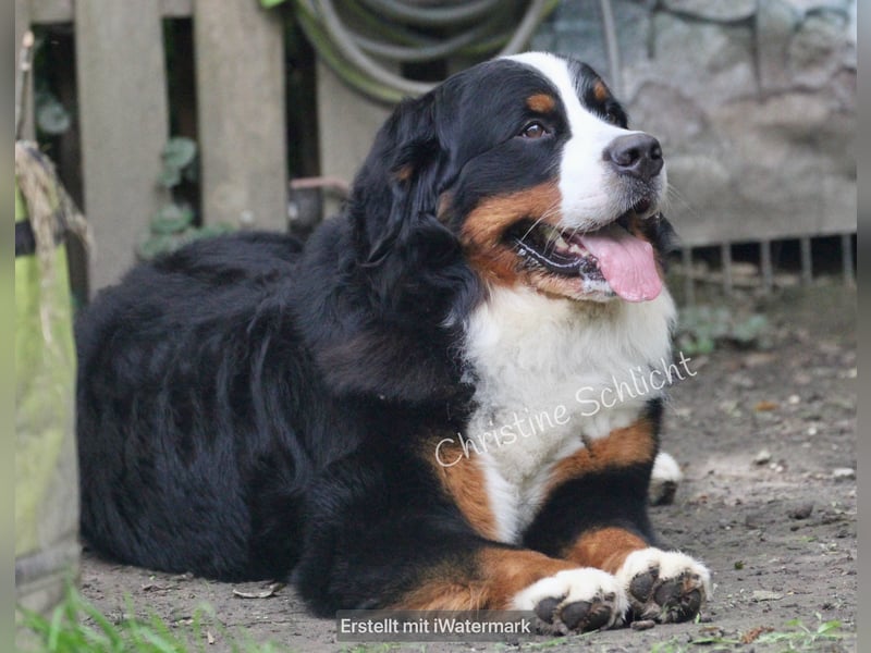 Berner Sennenhund Deckrüde