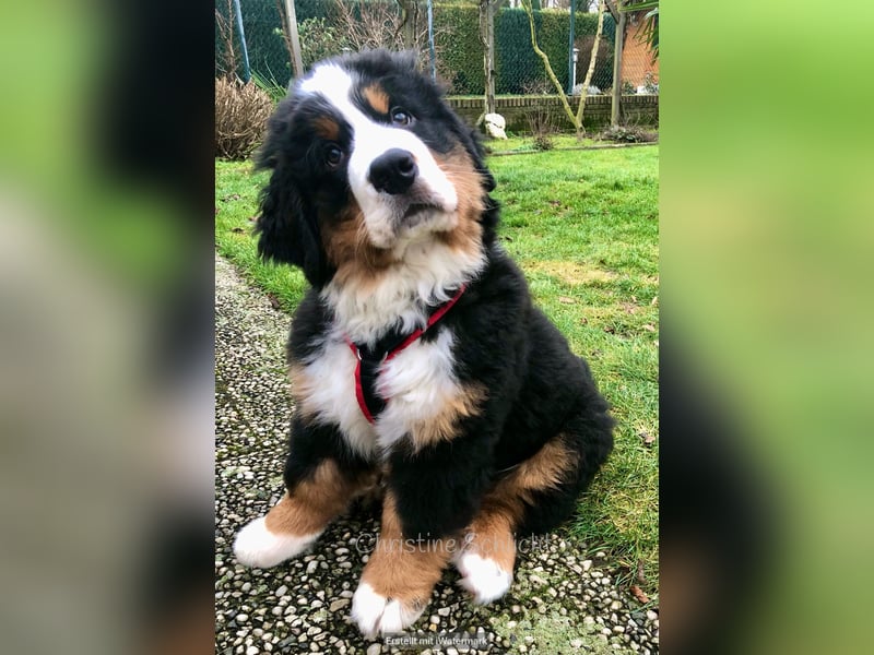 Berner Sennenhund Deckrüde