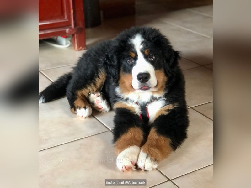 Berner Sennenhund Deckrüde