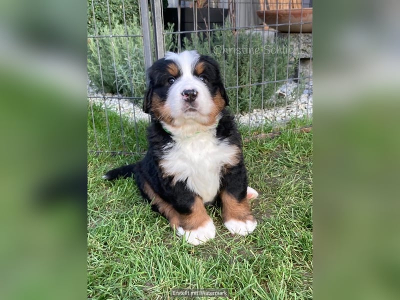 Berner Sennenhund Deckrüde