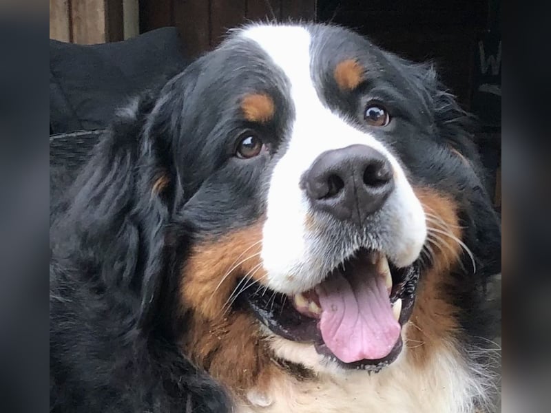 Berner Sennenhund Deckrüde