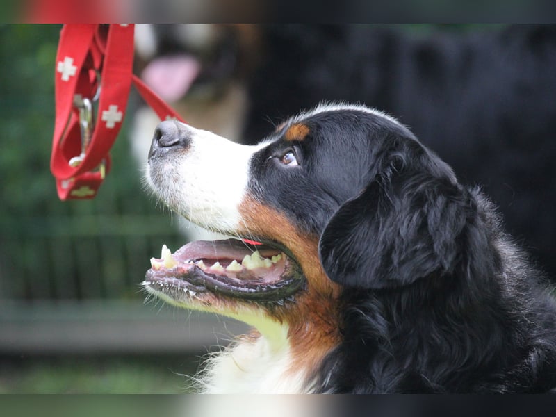 Berner Sennenhund Deckrüde