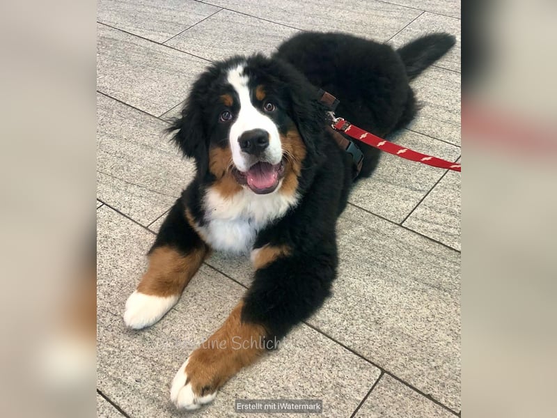 Berner Sennenhund Deckrüde