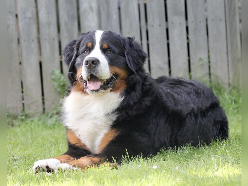 Berner Sennenhund Deckrüde
