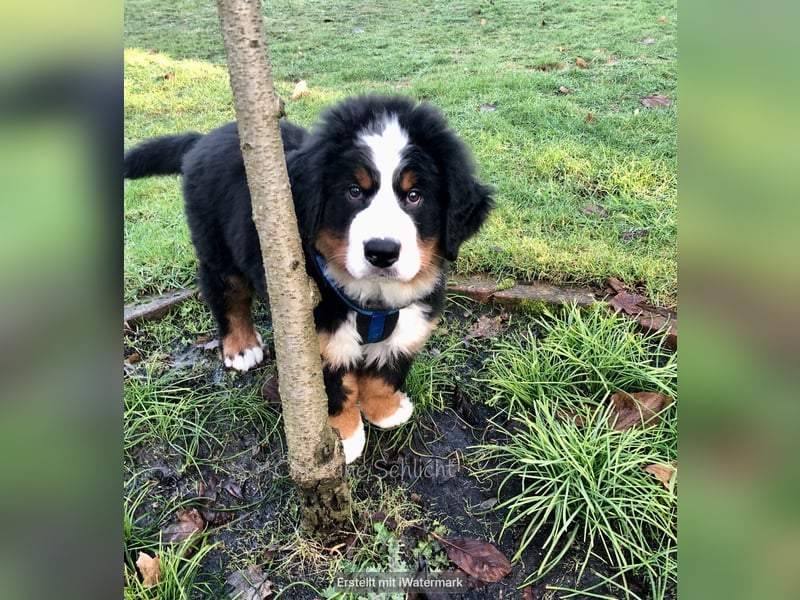 Berner Sennenhund Deckrüde