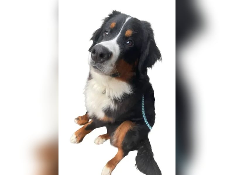 Barney ❤️ treuer Bub mit viel Potenzial