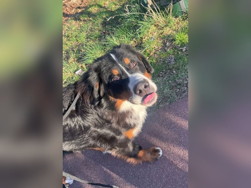 Barney ❤️ treuer Bub mit viel Potenzial