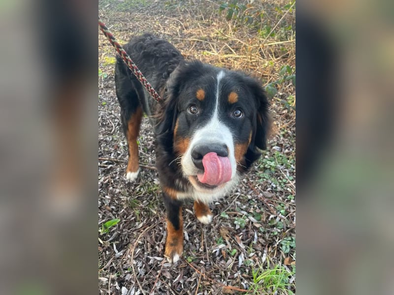 Barney ❤️ treuer Bub mit viel Potenzial