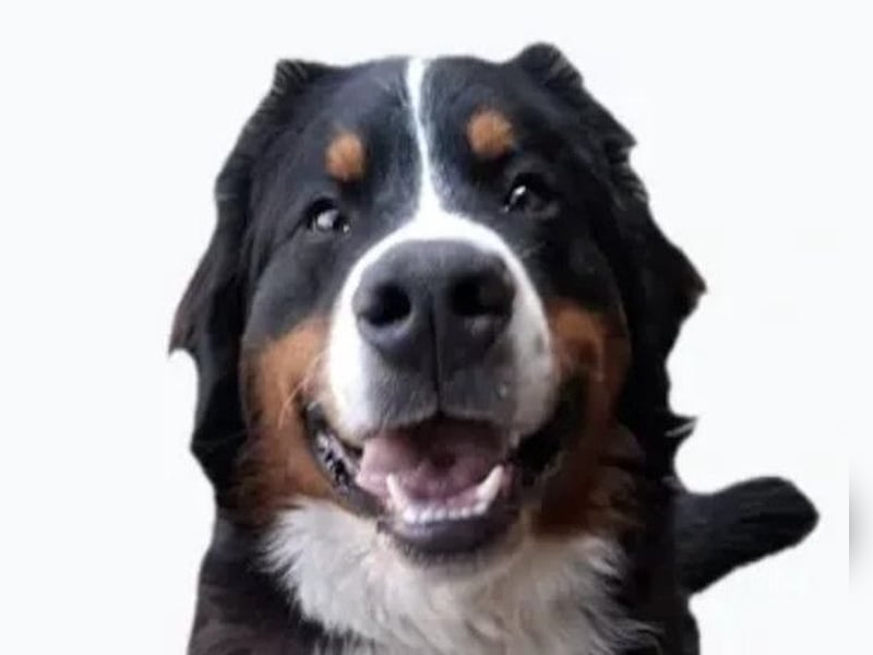 Barney ❤️ treuer Bub mit viel Potenzial