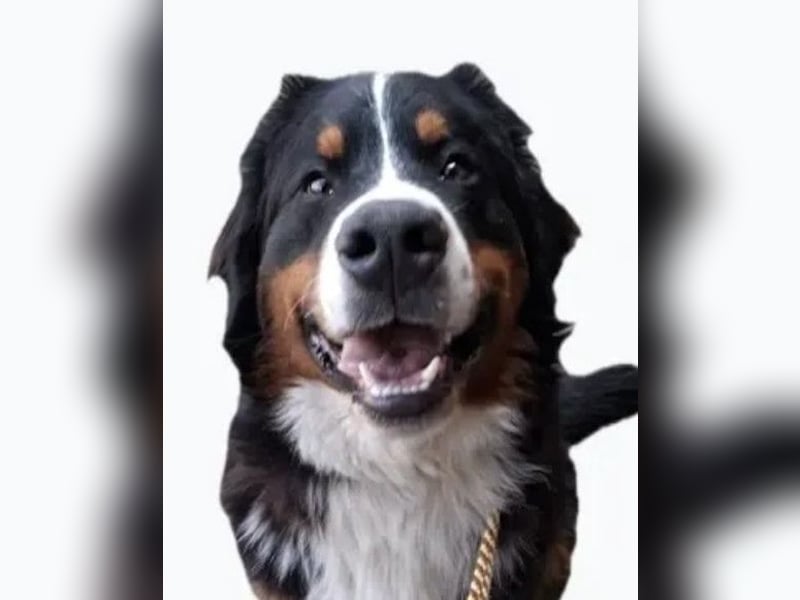 Barney ❤️ treuer Bub mit viel Potenzial