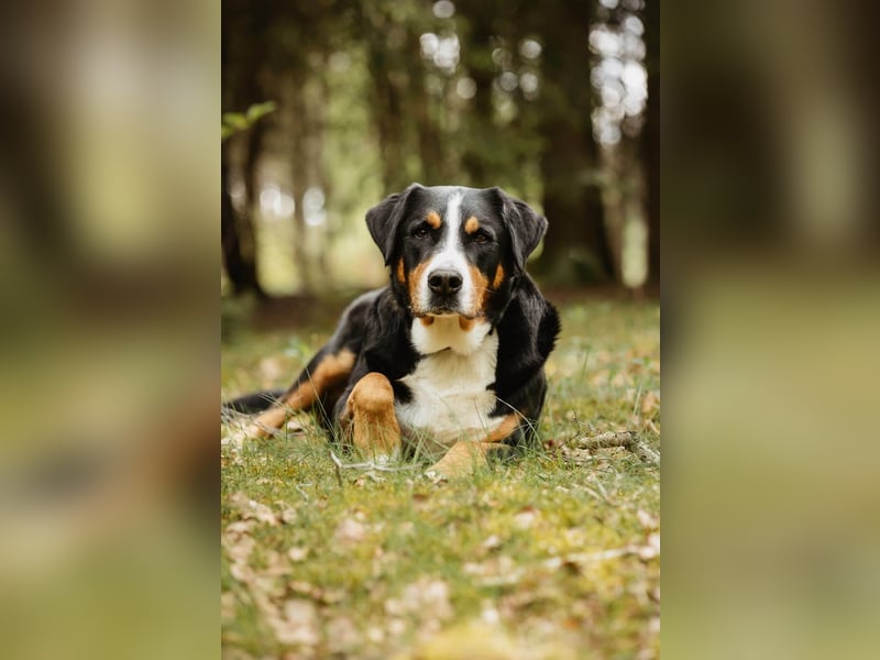 Sturer, lernwilliger Rocky wartet in 25795 Weddingstedt auf ein ruhiges Zuhause.