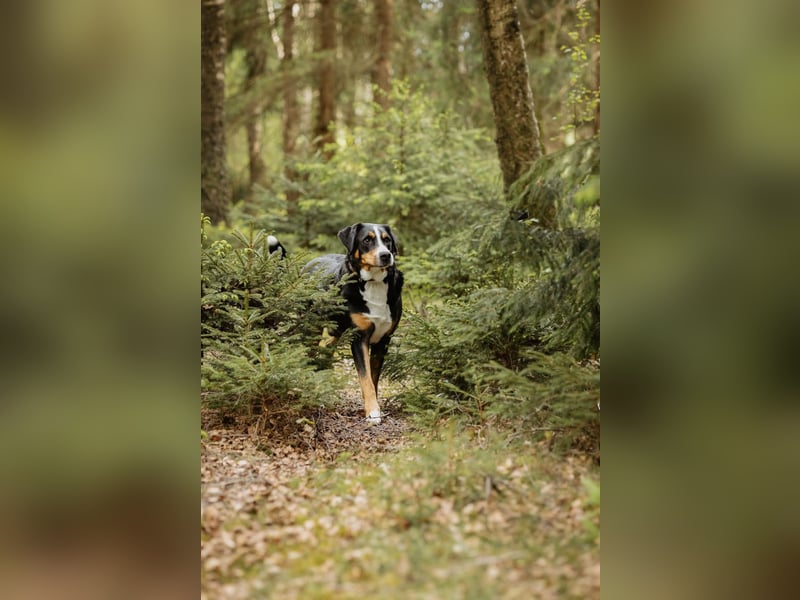 Sturer, lernwilliger Rocky wartet in 25795 Weddingstedt auf ein ruhiges Zuhause.