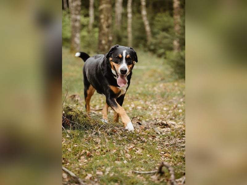 Sturer, lernwilliger Rocky wartet in 25795 Weddingstedt auf ein ruhiges Zuhause.