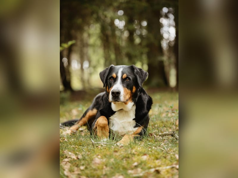 Sturer, lernwilliger Rocky wartet in 25795 Weddingstedt auf ein ruhiges Zuhause.