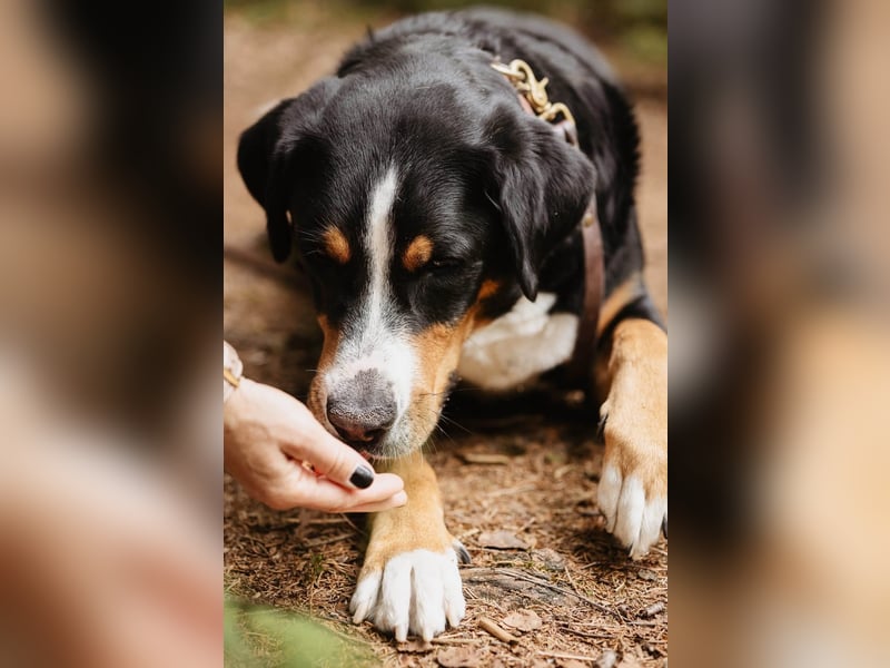 Sturer, lernwilliger Rocky wartet in 25795 Weddingstedt auf ein ruhiges Zuhause.