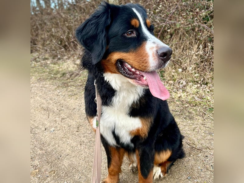 Elfie - ist verspielt,aufgeweckt&neugierig