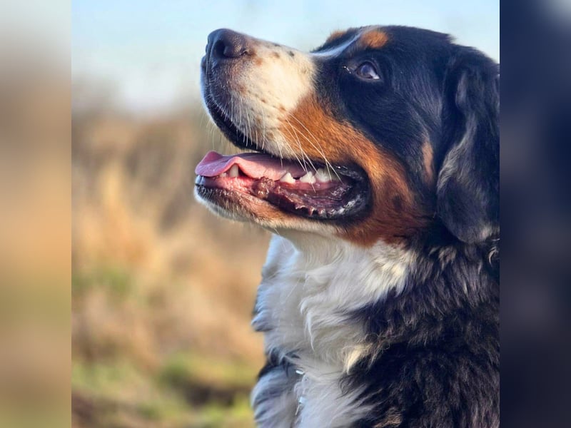 Elfie - ist verspielt,aufgeweckt&neugierig