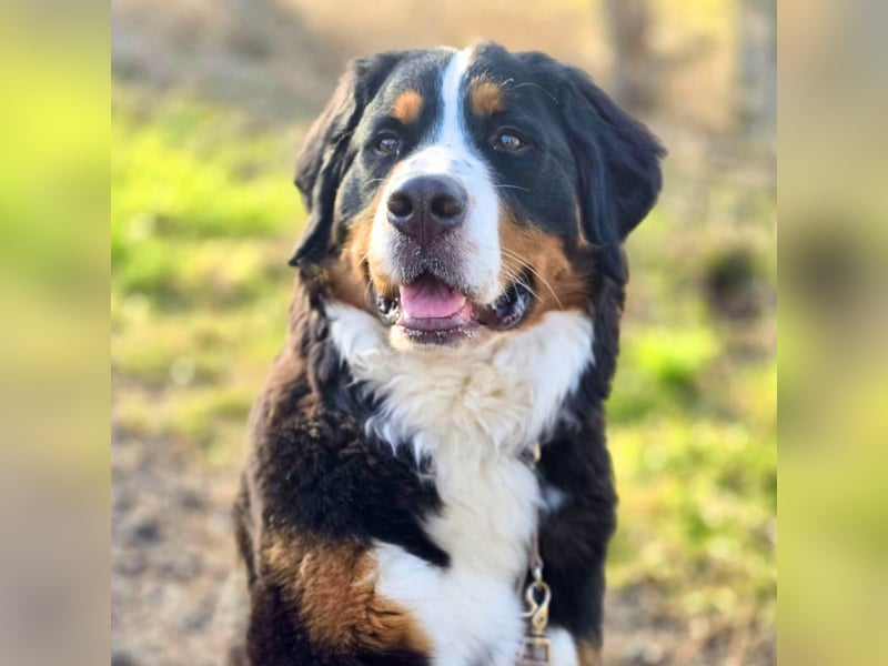 Elfie - ist verspielt,aufgeweckt&neugierig