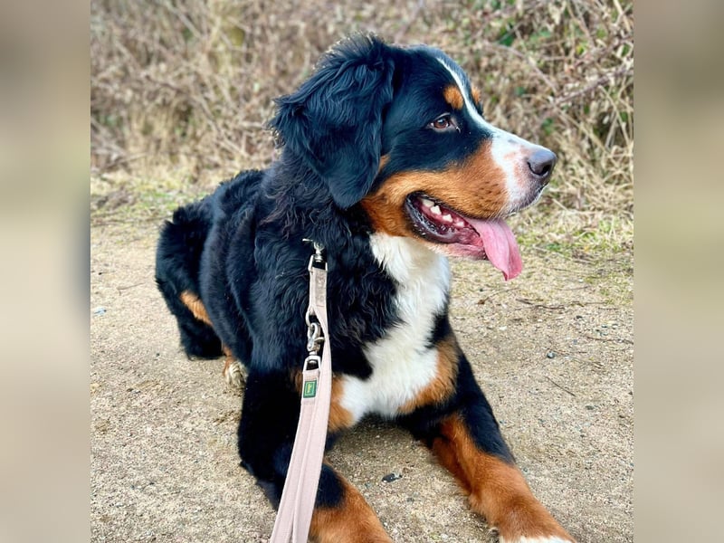 Elfie - ist verspielt,aufgeweckt&neugierig