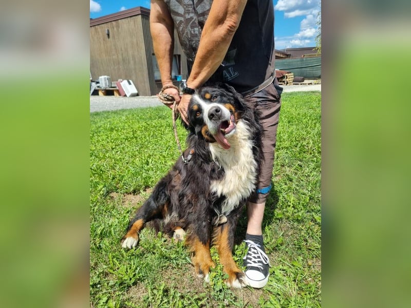 Berner Sennenhund Ben