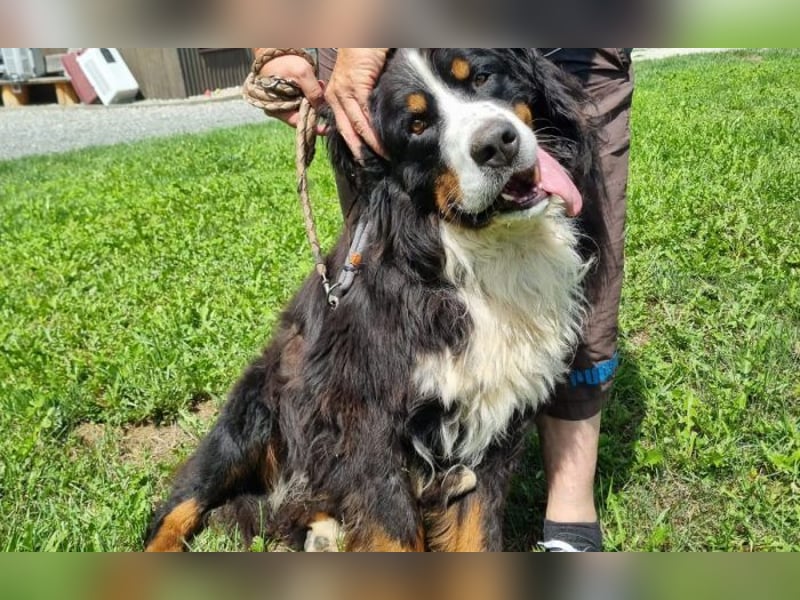 Berner Sennenhund Ben