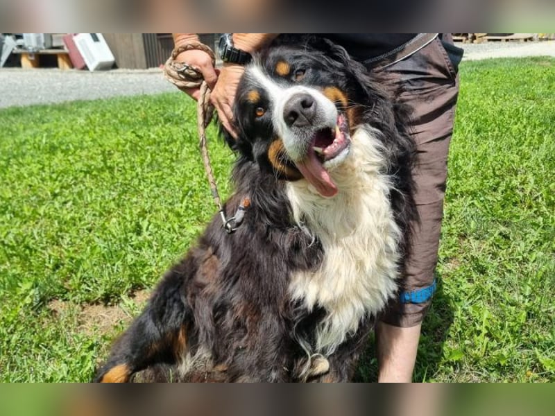 Berner Sennenhund Ben