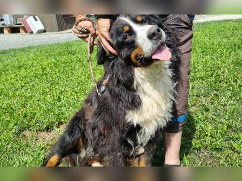 Berner Sennenhund Ben