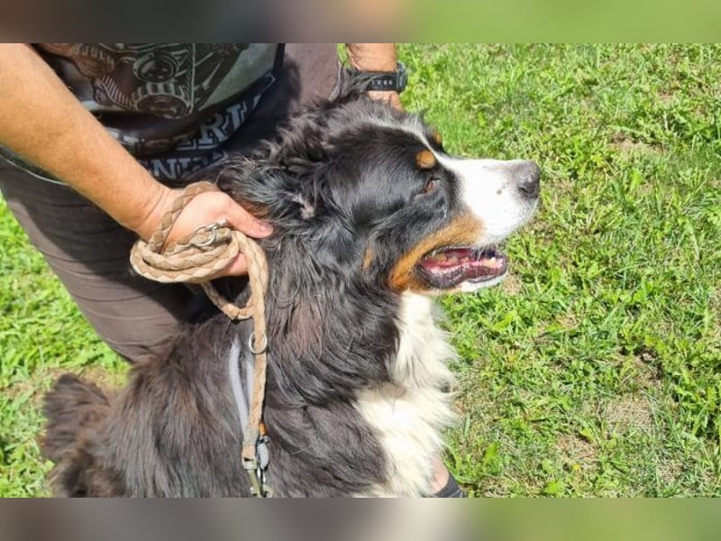 Berner Sennenhund Ben